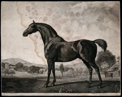 The racehorse Sweet William in a landscape
