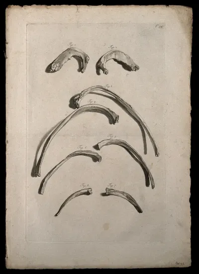 The ribs. Engraving after G. de Lairesse, 1739