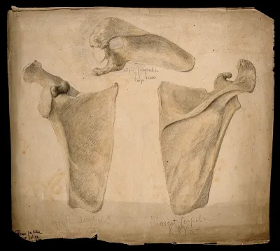 The right scapula: three figures