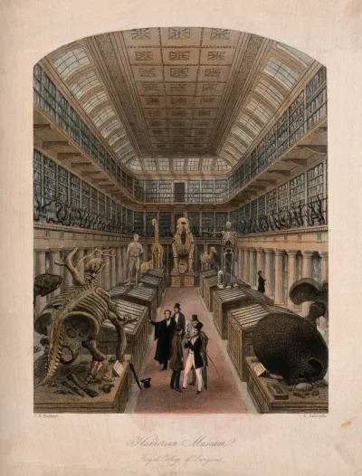 The Royal College of Surgeons, Lincoln's Inn Fields, London: the interior of the Hunterian Museum