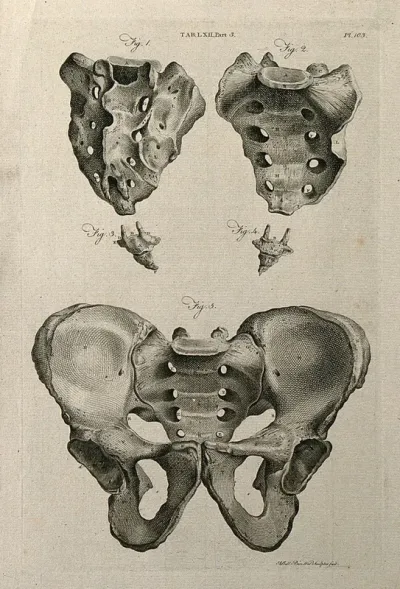 The sacrum and pelvis: five views