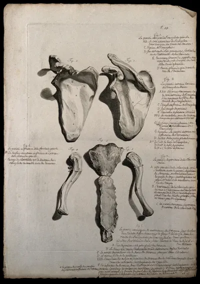 The scapula (figures 1-2) and the clavicle (figures 3-4) and the sternum seen from the front (figure 5)
