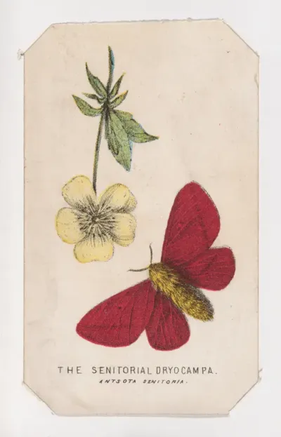 The Senitorial Dryocampa moth card from the "Butterflies and Moths of America" series