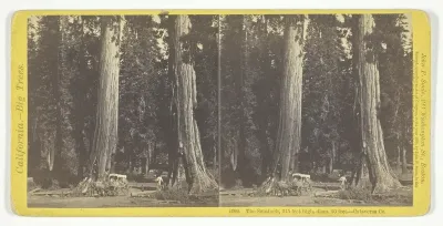 The Sentinels, 315 feet high, diam. 20 feet - Calaveras County, No. 1090 from the series "California -- Big Trees"