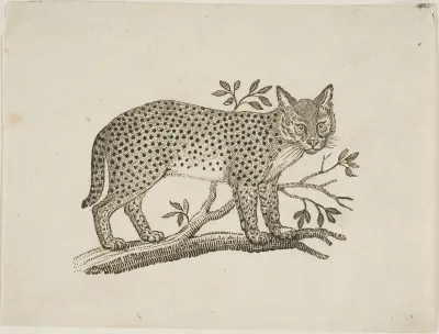 The Serval