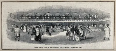 The sheep and pig show of the Smithfield Club in a large, covered building