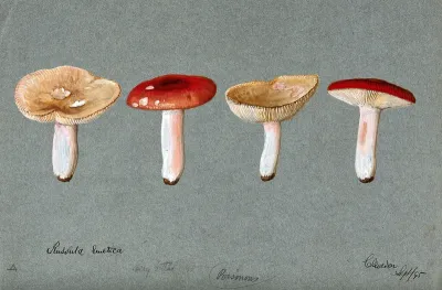 The sickener fungus (Russula emetica): four fruiting bodies
