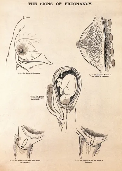 The signs of pregnancy