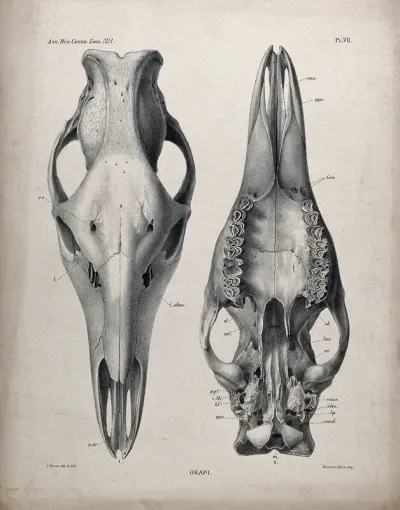 The skeletal head of an okapi seen from above and below