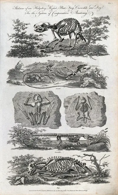 The skeleton of a hedgehog, lizard, bat, frog, crocodile and dog