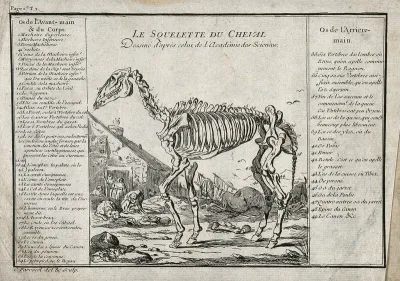 The skeleton of a horse is standing outside a thatched cottage