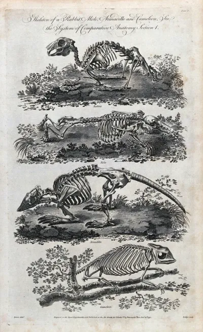 The skeletons of a rabbit, a mole, an armadillo and a chameleon
