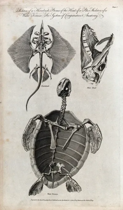 The skeletons of a ray (Thornback), bones of the head of a pike and the skeleton of a water tortoise