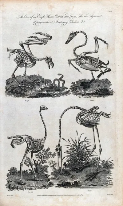 The skeletons of an eagle, swan, ostrich and a crane