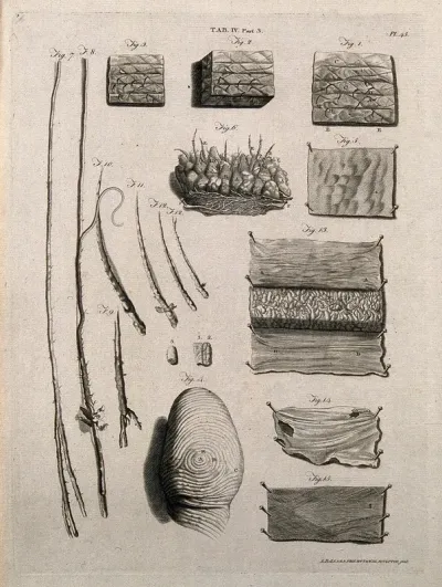The skin and hair: microscopic views and whorls of fingertips