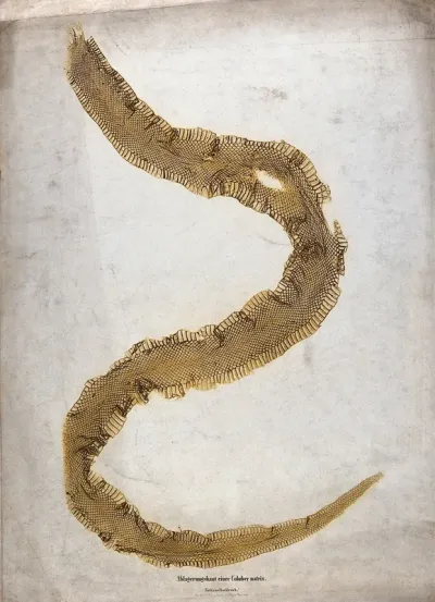 The skin of a Coluber snake