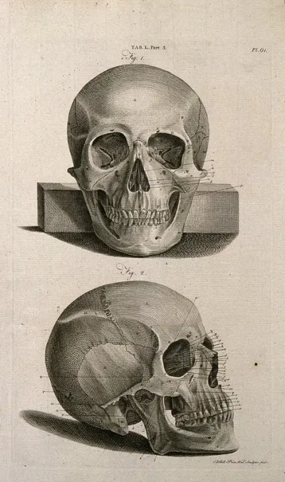 The skull: anterior view (above) and lateral view (below)