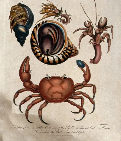 The soldier crab, in its shell and out of its shell;; the hermit crabin its shell and out of its shelll; bottom, the land crab