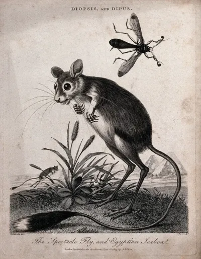 The spectacle fly and the Egyptian jerboa; pyramids in the background