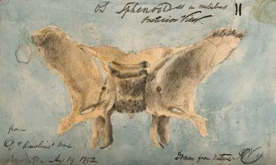 The sphenoid bone, shown from behind