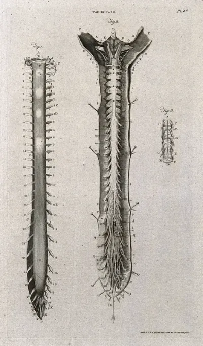 The spinal cord: three figures