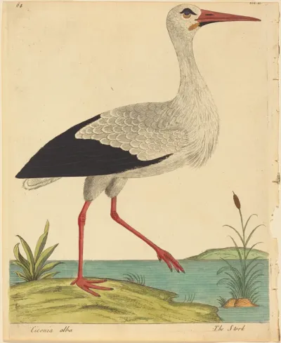 The Stork (Ciconia Alba)