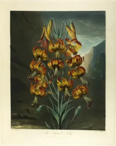 The Superb Lily, from The Temple of Flora