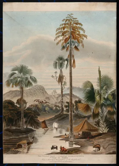 The talipot palm (Corypha umbraculifera) growing by a lakeside in Ceylon