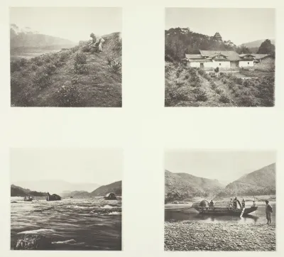 The Tea Plant; The Tea Plant; Yenping Rapids; A Small Rapid Boat