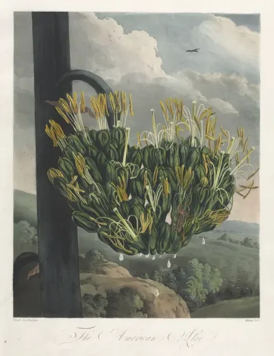 The Temple of Flora, or Garden of Nature:  The American Aloe