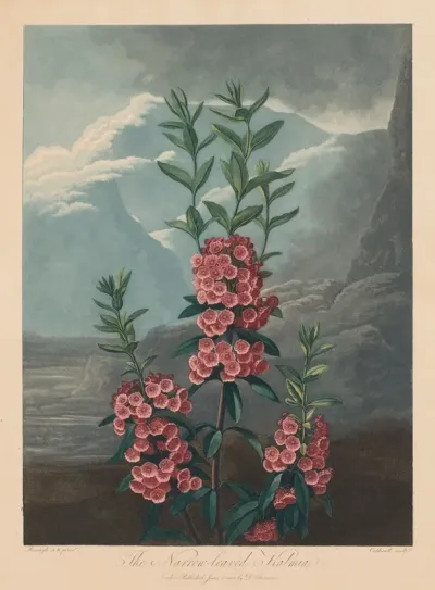 The Temple of Flora, or Garden of Nature:  The Narrow-leaved Kalmia, Mountain Laurel