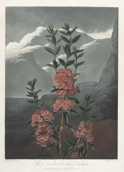 The Temple of Flora, or Garden of Nature:  The Narrow-leaved Kalmia