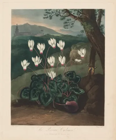 The Temple of Flora, or Garden of Nature:  The Persian Cyclamen