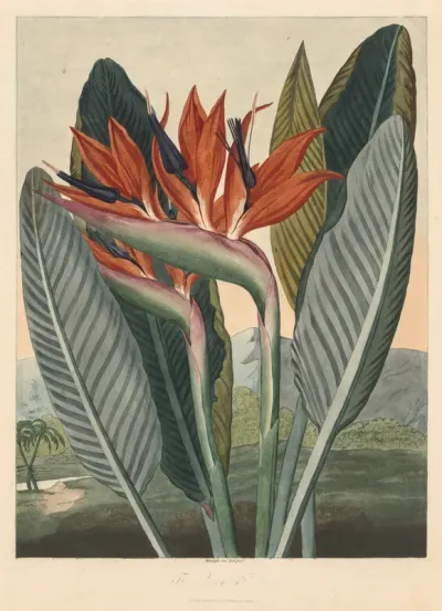 The Temple of Flora; or Garden of Nature: The Queen Flower