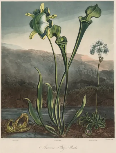 The Temple of the Flora: American Bog Plants
