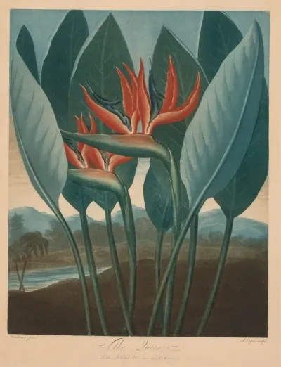 The Temple of the Flora: The Queen