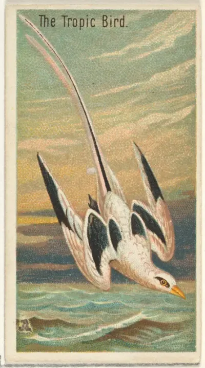 The Tropic Bird, from the Birds of the Tropics series (N5) for Allen & Ginter Cigarettes Brands