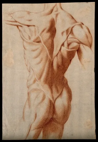 The trunk of an écorché seen from the back