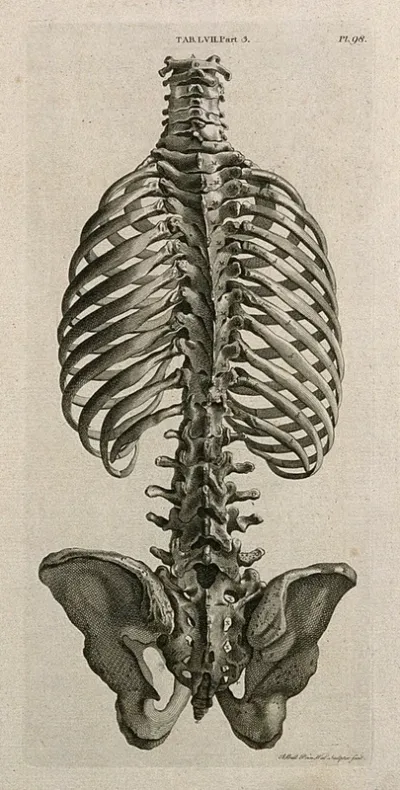 The trunk of the skeleton: posterior view