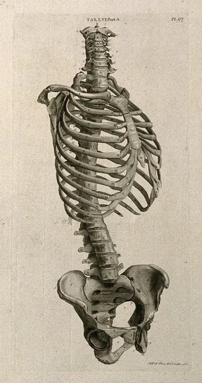 The trunk of the skeleton: side view