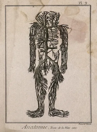 The trunks of the vena cava, with their branches, engraving by Benard, 1779, after an engraving by M
