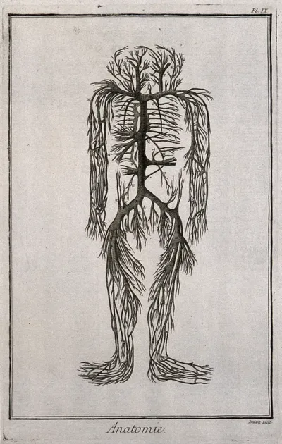 The trunks of the vena cava, with their branches, engraving by Benard, late 18th century, after an engraving by M