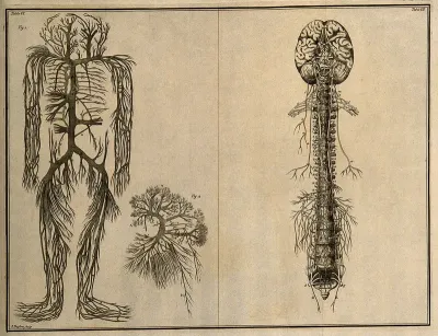 The trunks of the vena cava, with their branches(Table VI, fig