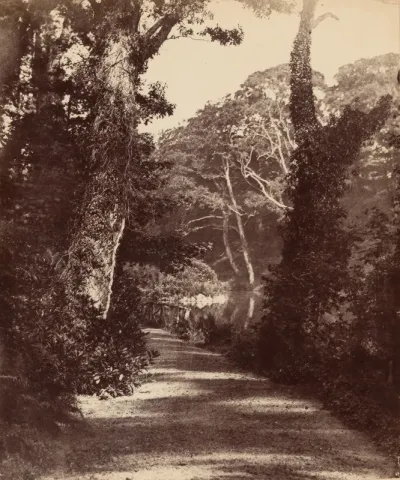 The Upper Lake, Penllergare Valley Woods