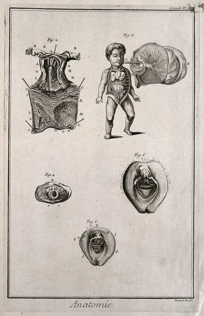 The uterus, a foetus, the hymen and female genitals, after Haller, Kulm and Huber