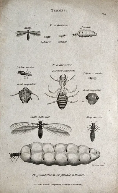 The various forms of termites: soldiers, labourers, king and queen