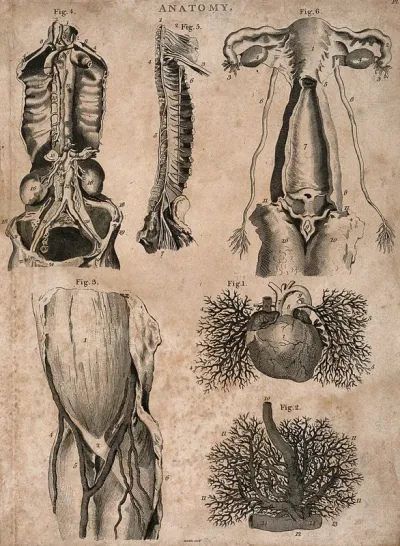 The vascular system, heart and female reproductive organs: six figures