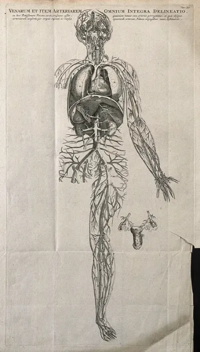 The venous and arterial system of the human body
