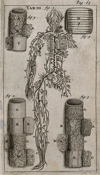 The venous system, detail of an arterial trunk and the membranes of the trachea (windpipe)