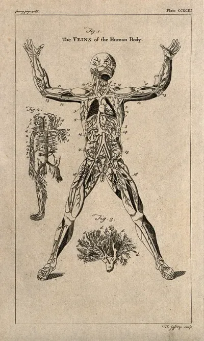 The venous system: three figures, including an écorché figure and details of the veins